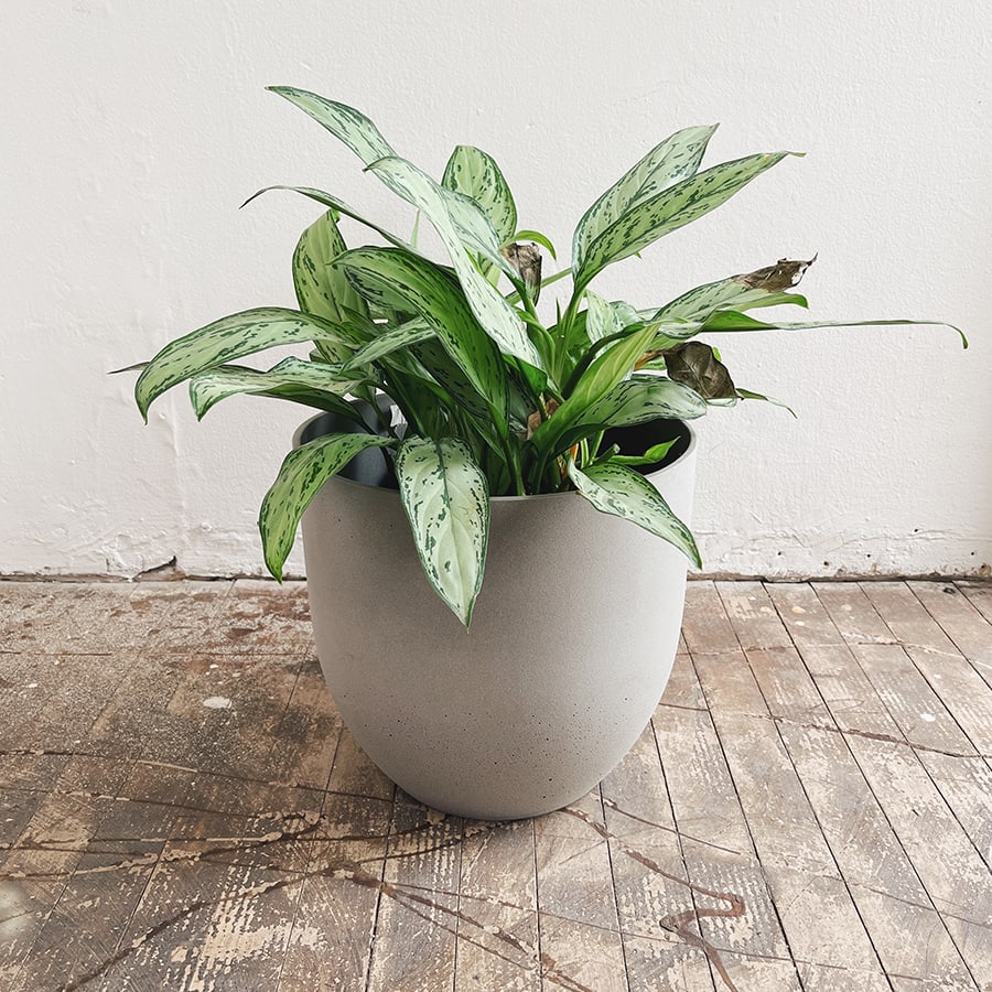 Aglaonema Silver Queen